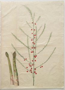 Parsa officinalis